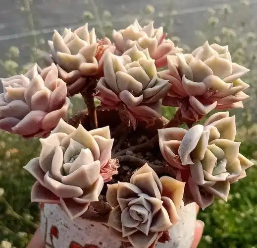 可爱玫瑰确实是可爱的多肉品种,出状态粉粉嫩嫩的,可爱动人