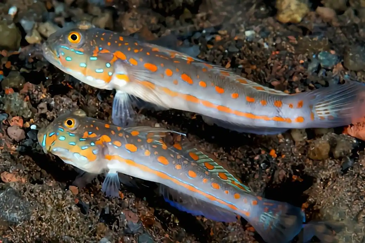 它是一种小型浅水鱼类,体长11厘米,体色灰褐色带有鲜艳的橘色斑点.