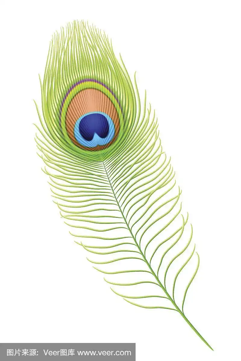 白色背景上的一根孔雀羽毛