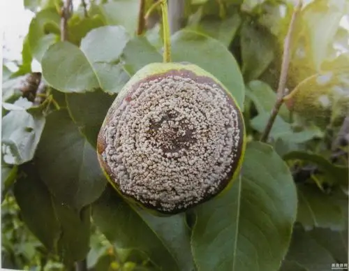 梨褐腐病的发生原因及防治技术 - 大梨 果业通网