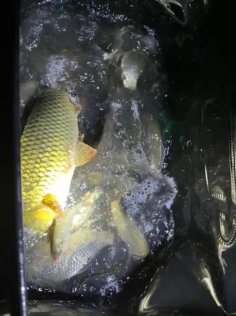 野钓鲫鱼,天黑前狂口.#夜钓 #日常钓一钓 #鱼获满满 #真 - 抖音