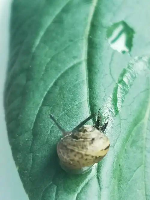 蜗牛会分泌粘液,它们爬过的地方会留下一条长长的粘液路,这样应该是更
