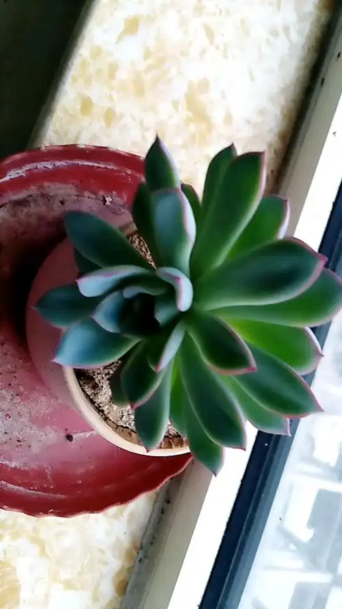 蓝月亮美人多肉绽放