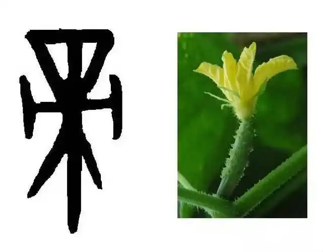 60认字甲骨文像花一样的皇上