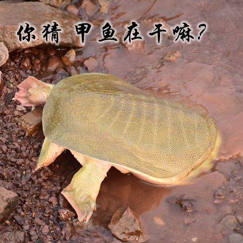 千岛湖中华鳖 4年700克王八 水鱼 团鱼 生态野外活体有机甲鱼