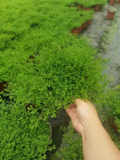 翠云草苗圃批发价,翠云草工程苗大量批发