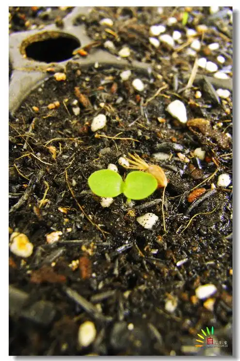 两周前的狗娃花,滨菊和松果菊     两周前这些才发芽,子叶还