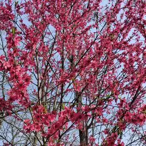 最美的桃花头像