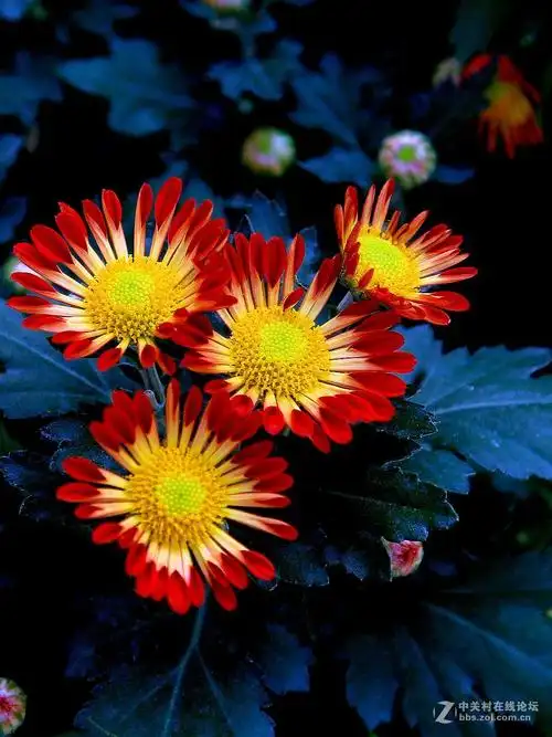 171018小红菊花