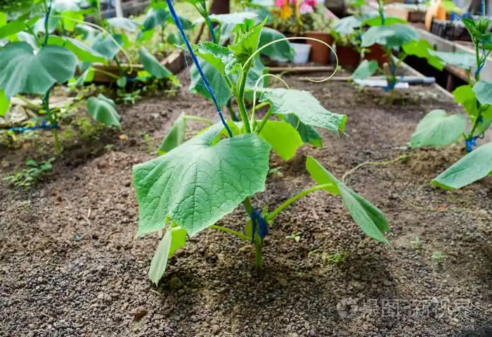 幼苗黄瓜.日光温室黄瓜的栽培