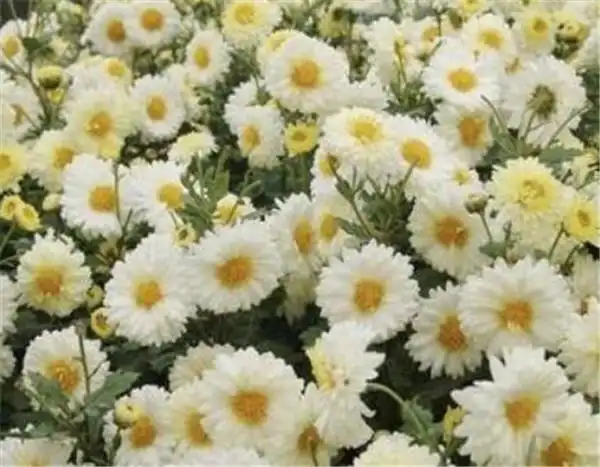 皱菊花代表什么 皱菊花养殖方法-其他花草_【三农电视网】农村养殖