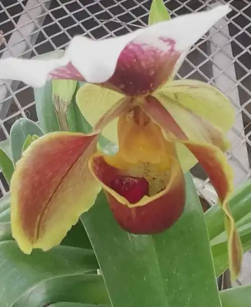 亨利兜兰,属兰科植物.花形大,花型奇特,花色丰富.容易管护.