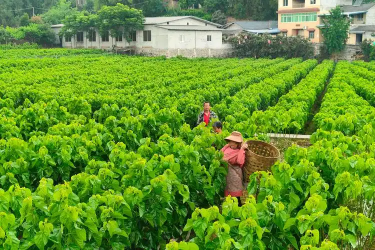 桑叶撬动大产业杨家农民采桑忙