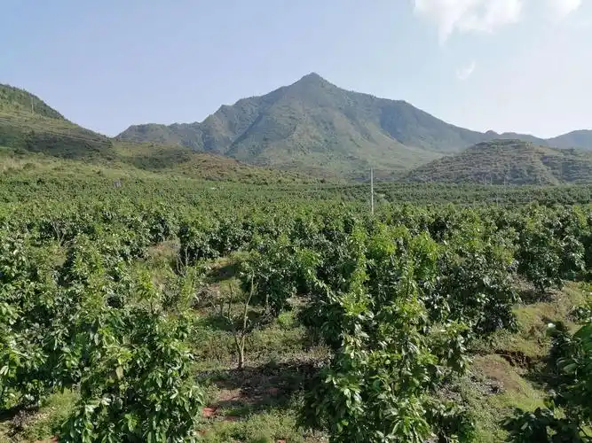 草林太坪柚子园