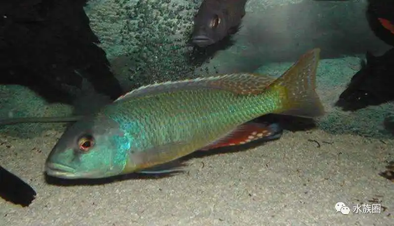 三湖说马鲷鱼能活多久能长多大