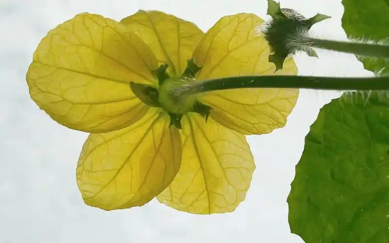 【冬瓜花】我家的菜园子系列.