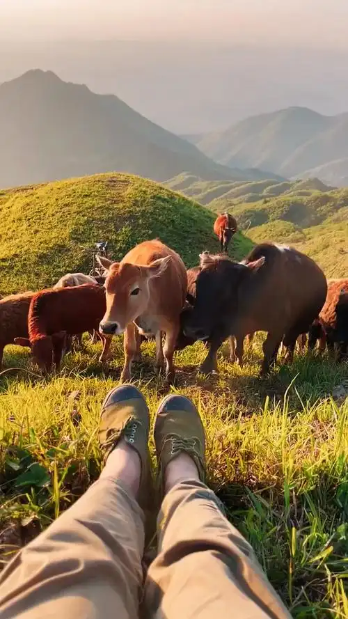 起来放牛啦…都说要回农村放牛,这是你们喜欢的生活吗