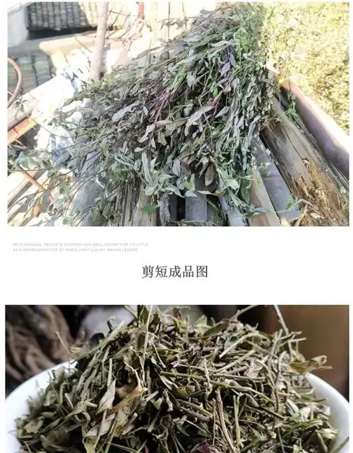 花初醒 500g叶叶一枝花紫背金牛干货大金牛草新品花初醒 整株1斤