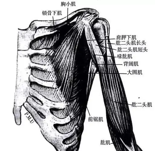 通过肩关节囊,经肱骨结节间沟内穿过下降,肱二头肌短头起于肩胛骨喙突