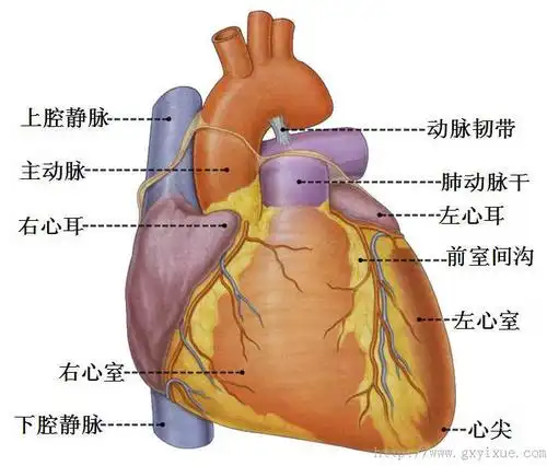 解剖生理学网络多媒体课程