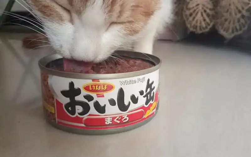 吃罐头吧嗒嘴的橘猫(6106696107)