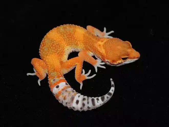 个体交流豹纹守宫