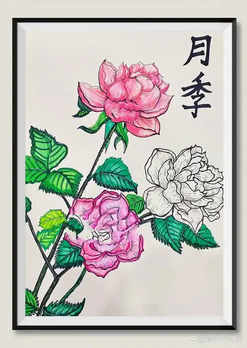 儿童画|线描——月季花94写生