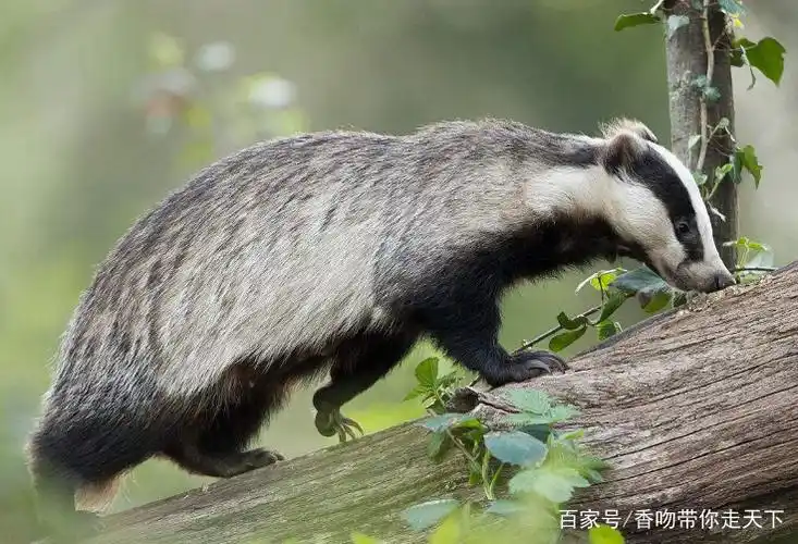 狗獾,一种会冬眠的动物,且性情凶猛