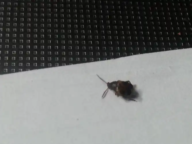 小虫会飞,芝麻大小,硬壳,背上褐色带黑点.