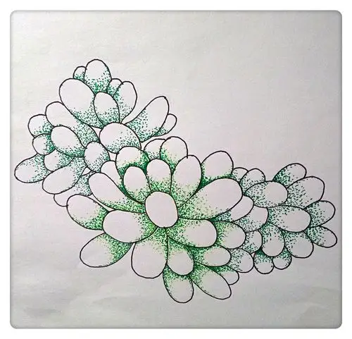 是肉又不是肉点绘多肉植物