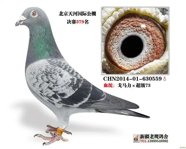 相册2015年最新引进王大亮赛鸽