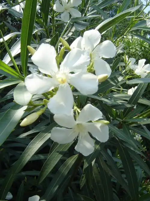 白色夹竹桃 - 我爱门球 - 图虫
