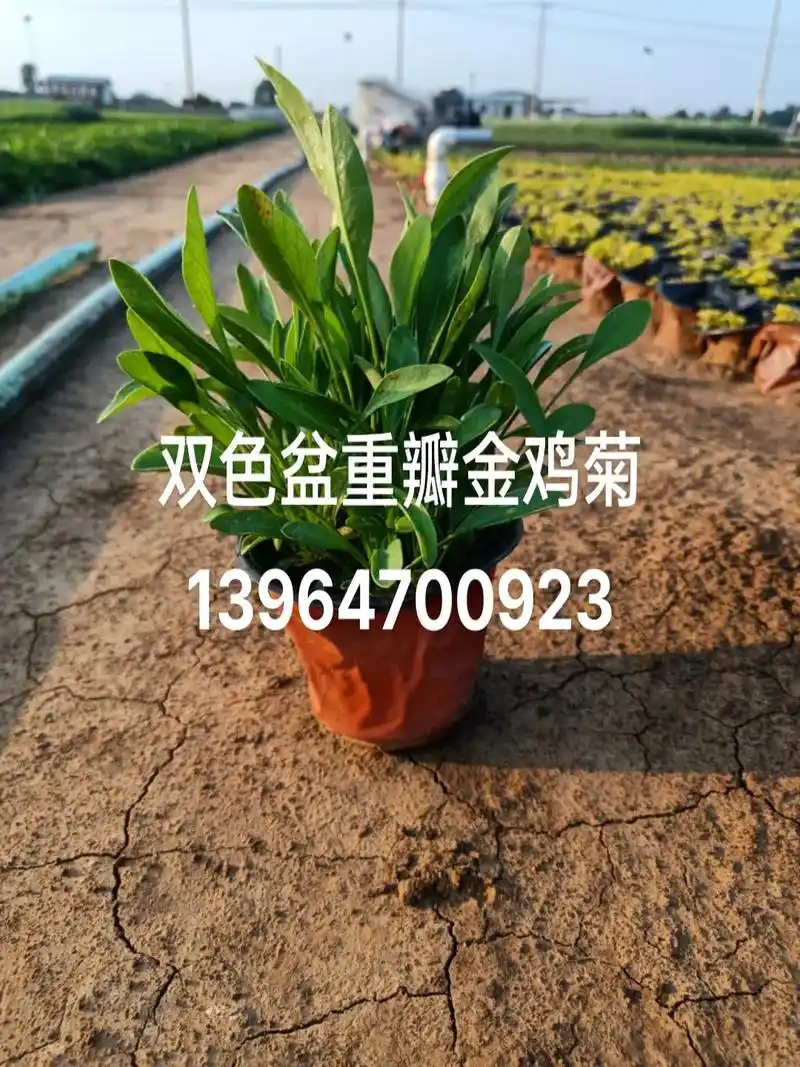 双色盆金鸡菊13964700923 - 抖音