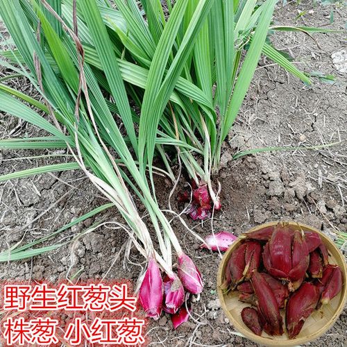 广西中药红葱头野生株葱小红葱百步还阳草红根水仙补血佳品