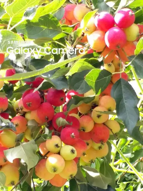 【原创摄影】白里透红海棠果2018.8.12