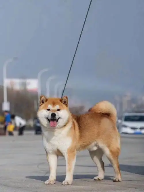 大家知道柴犬的优缺点吗