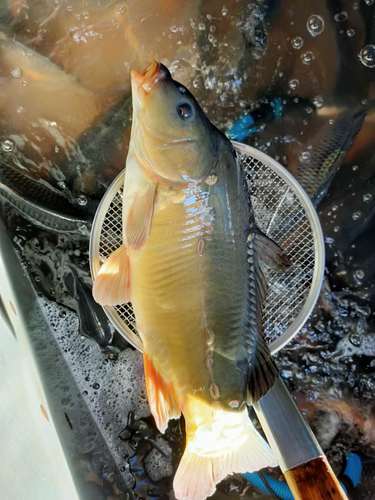 鲤鱼正宗东北松花江特产4斤特大无鳞三道鳞鱼淡水鱼类