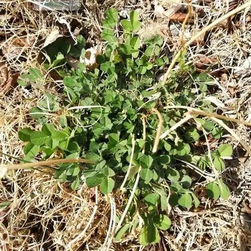 食野之苹拾叁草木犀