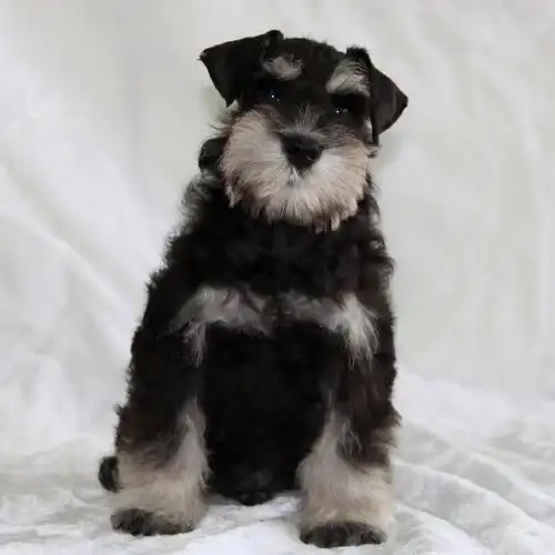 赛级雪纳瑞犬纯种 雪纳瑞幼犬 椒盐色小雪 / 公dd / 生日09.