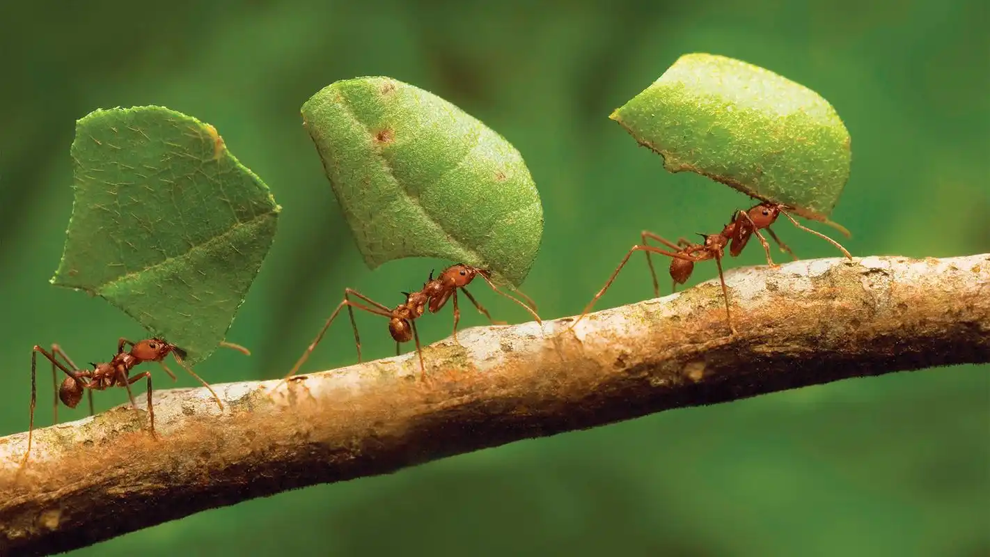 奇妙的微观世界高清壁纸-动物壁纸-手机壁纸下载-美桌网