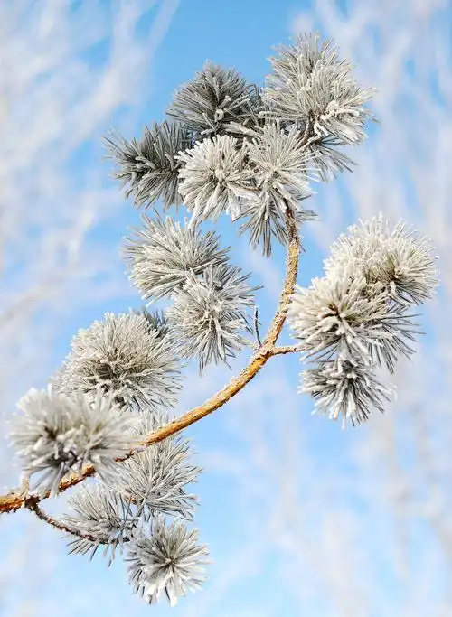 其它 雾凇 写美篇要说冬季最美的自然景观,我想非雾凇莫属.
