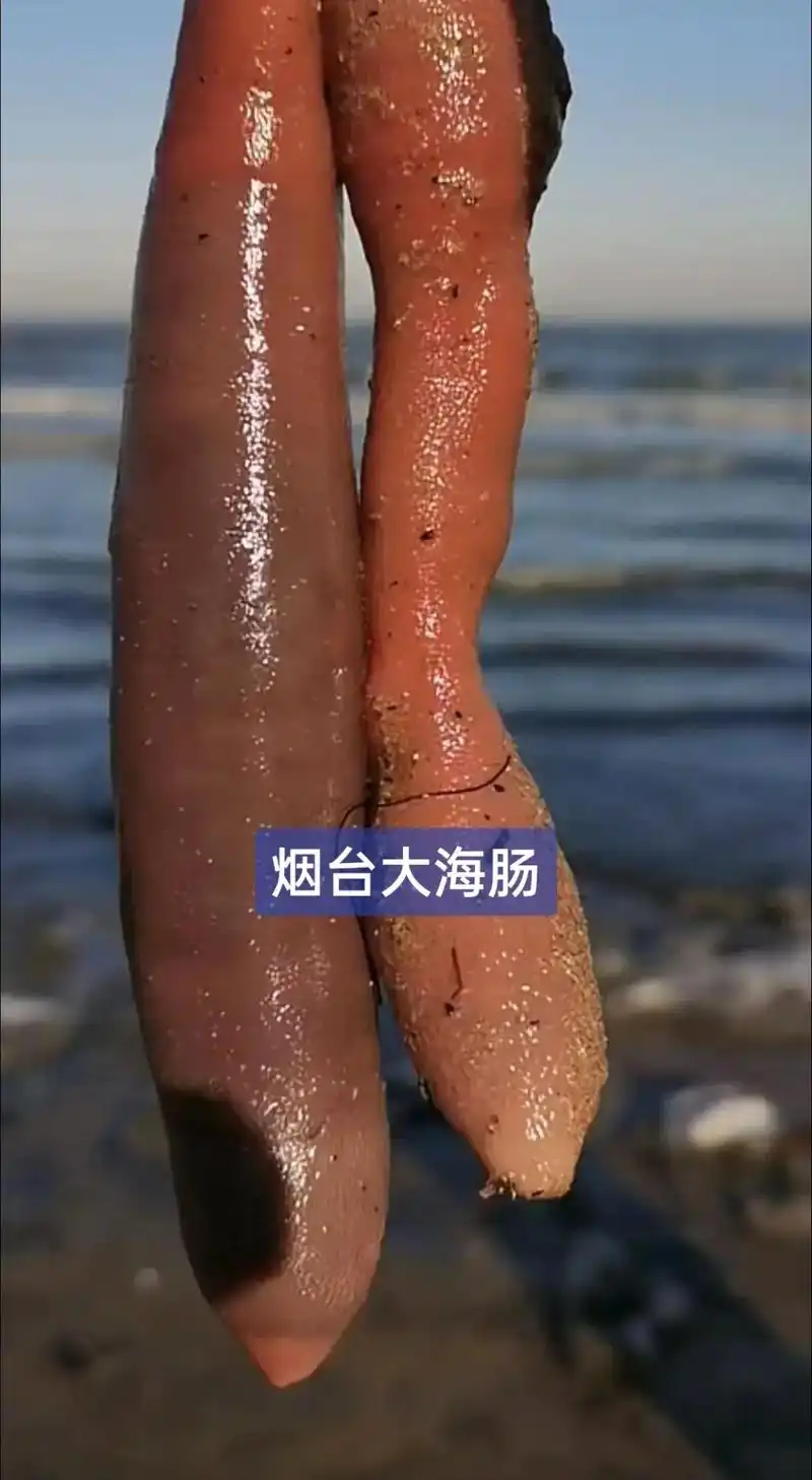 烟台海肠#真材实料才能做出好味道 #抖音美食推荐官 #海鲜 - 抖音