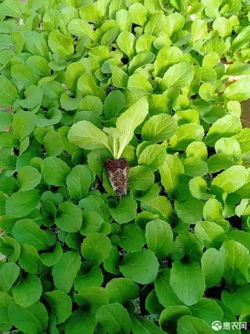 白菜苗  苗好跟好 本苗厂有白菜,京白菜,小铁头