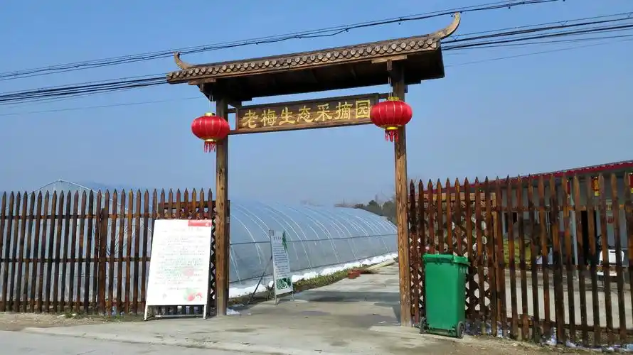 老梅生态采摘园草莓已少量上市!想尝鲜的赶紧哦!