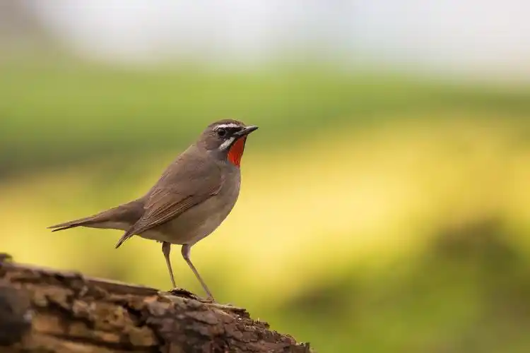 红喉歌鸲鸟类图片鸟类红喉歌鸲红点颏