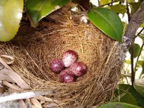 展开全部 白头鹎,也就是白头翁的蛋
