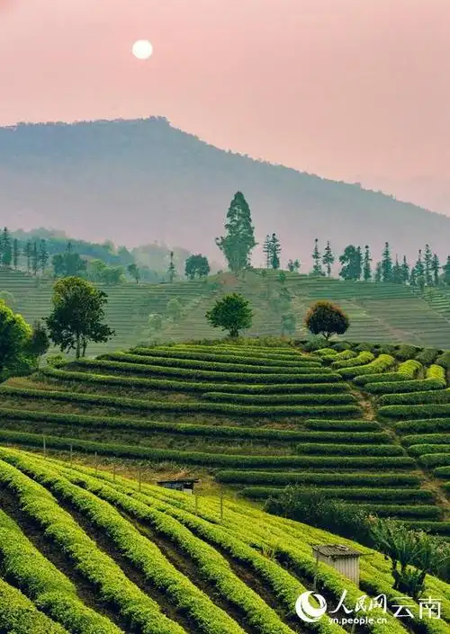 云南普洱200余万亩春茶开采|茶园|采摘|张鹏飞|普洱市|云南省_网易