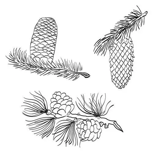 松树和松果简笔画