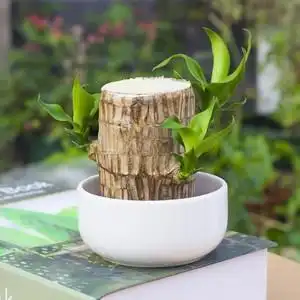 幸运木巴西木水培盆栽植物树桩小型迷你植物室内办公桌面植物包邮