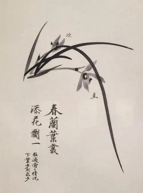 杨秀华国画课堂 月君画室第二课《兰花不同角度的画法》